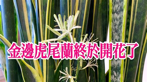 虎尾蘭枯萎|虎尾蘭的枯葉之謎：如何重拾生命力？ – 植物盆栽綠寶典